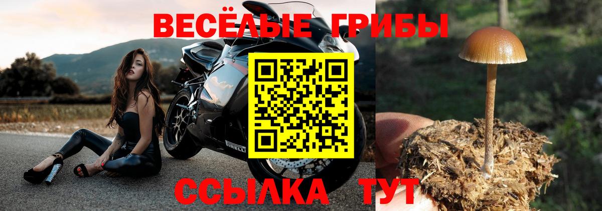 Псилоцибиновые грибы мицелий Новоалтайск